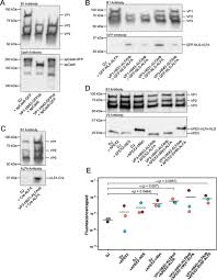 Image result for White 1999 AAV