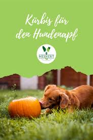 pin auf vegane ernahrung bei hunden