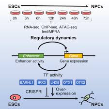 Identification And Massively Parallel Characterization Of