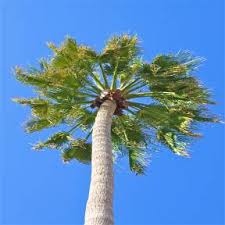 We did not find results for: Fan Palms Tree Doctors