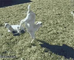 Go Home Goat You Re Drunk