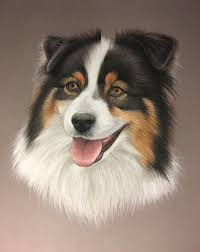 Berger Australien Pastel Dessin De Chien Dog Art Art Animalier Portrait Animalier Peinture Animaliere Dessin De Chien Dessin Chien Peintures De Chien