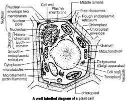 Diagram of plant and animal cell under electron microscope. Mohammed Awal Mohammedawal950 Profile Pinterest