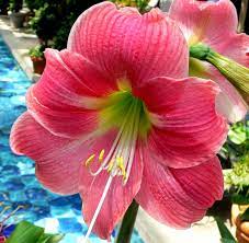 Amaryllis Flower Amaryllis Flowers Amaryllis Bulbs Amaryllis