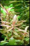 Image result for Nesaea crassicaulis