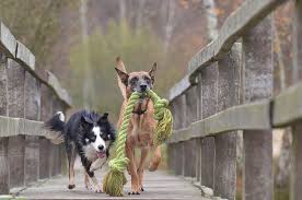 Belgian shepherds were never intended to be simply household pets. Royalty Free Photo Belgian Malinois Biting A Rope Beside A Long Coated White And Black Dog Pickpik