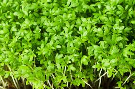 Image result for Lepidium sativum