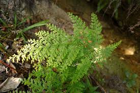 Image result for Odontosoria