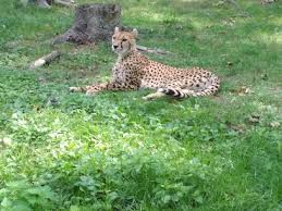 Výlet do olomouce 2020 zoo olomouc подробнее. Trfihi Parks Parks Zoo Olomouc