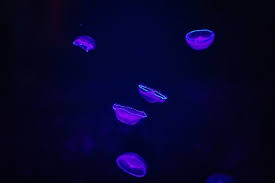 Birch Aquarium At Scripps Institution Of Oceanography 2300 Expedition Way La Jolla Ca 92037 Scientists At Ucsandiego Worked With Our Crystal Jellies To Synthesize A New Purple Fluorescent Protein That I Birch Aquarium Fluorescence Microscopy Crystals
