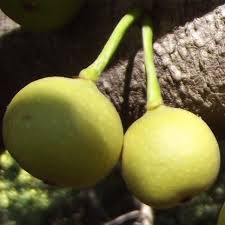 Image result for Ficus polita