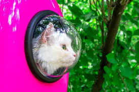 Mogoko dog cat carrier backpack. The 6 Best Cat Backpack Carriers Reviews Buying Guide Tuxedo Cat