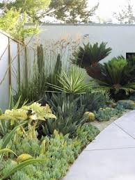 For Our Rental Senecio Agaves Kangaroo Paws Sago Palms Succulents Succulent Landscape Design Small Backyard Landscaping Low Water Landscaping