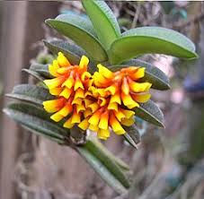 Image result for Calyptrochilum