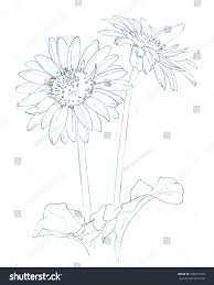 Daisy drawing outline (option 4) 1. Gerbera Daisy Flower Cut Flowers Hand Pencil Royalty Free Stock Photo 508357420 Avopix Com