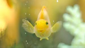 An Extensive Guide On How To Diagnose Treat And Prevent 13 Different Types Of Aquarium Algae Uncover The Best Eaters F In 2020 Pet Fish Fish Care Freshwater Aquarium