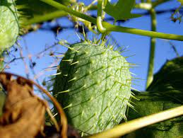 Check spelling or type a new query. Attack Of The 25 Foot Wild Cucumber Msu Extension