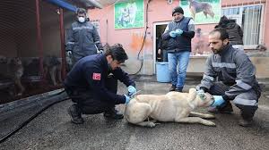 Sincan Belediyesi Hayvan Dostlarimiza Yardim Ediyor Yaralarini Sariyor Gerektiginde Yiyecek Yardiminda Bulunuyor Sincan Belediyes Hayvan Ve Sokak