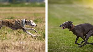 Going back 3 generations, earned an akc conformation. Greyhound Vs Whippet What S The Difference