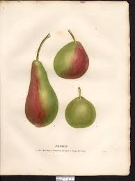 La Flore Et La Pomone Francaises Histoire Et Figure En Couleur Des Fleurs Et Des Fruits De France Ou Natur Botanical Illustration Vintage Pear Fruit Painting