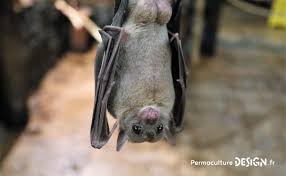 Ces engins permettraient de décongestionner le trafic routier toujours très embouteillé de la capitale de corée. Tout Sur La Chauve Souris De La Pipistrelle A La Noctule Particularites Cycle De Vie Nourriture Permaculture Design