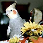 When they bloom, they produce colorful, tubular flowers in pink or lilac colors. Safe And Toxic Plants For Pet Birds List Poisonous And Toxic Plants For Pet Birds Safe Herbs For Pet Birds Safe Flowers For Pet Birds Safe Garden Plants For Pet Birds Safe