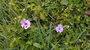 Image result for Heterotis rotundifolia