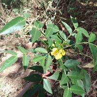 Image result for Rhynchosia alluaudii