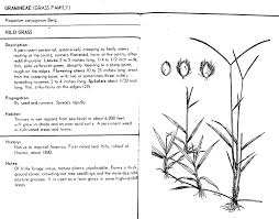 Image result for Paspalum conjugatum