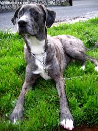 All Black Catahoula Leopard Dog Catahoula Leopard Dog Louisiana Catahoula Leopard Dog One Black And White Great Do Unique Dog Breeds Catahoula Leopard Dog Louisiana Catahoula Leopard Dog