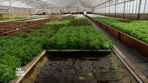 Aquaponic Farming Saves Water But Can It Feed The Country Pbs Newshour