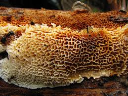 Image result for Pycnoporellus alboluteus