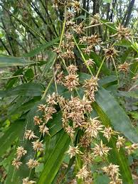 Image result for Bambusa balcooa