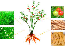 Image result for Asparagus aspergillus