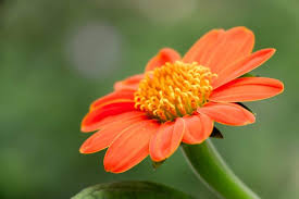 Beautiful marigold flowers on white background. 22 Types Of Orange Flowers Pictures Flowerglossary Com