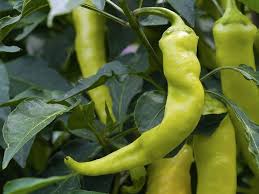 However, as they ripen, these peppers due to their high fiber content, banana peppers are filling despite being low in calories. When To Pick Banana Pepper All You Need To Know 2021 Update