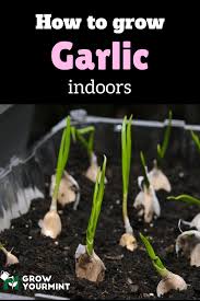 Sitemap Weekend Gardener Growing Garlic Grow Garlic Indoors Growing Food Indoors