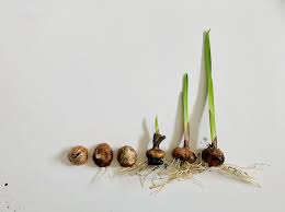 When planted properly, gladiolus bulbs will bloom and flower in about two weeks. How To Start Gladiolus Bulbs Indoors Shifting Roots