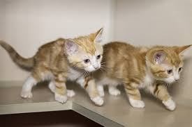 Also check out person, toy. Aspca Kitten Nursery Caring For Neonatal Cats Aspca