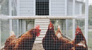 Chicken wire, rabbit cage : Chicken Wire Vs Hardware Cloth For A Diy Chicken Coop