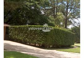 Ligustrum Cit Bitkisi Lukusturum Ligustrum Japonicum 30 40 Cm