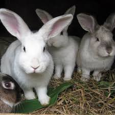 A wide variety of vegetables are quite happy in raised beds which is an added bonus to this type of growing. Gardening With What Rabbits Leave Behind Storey Publishing
