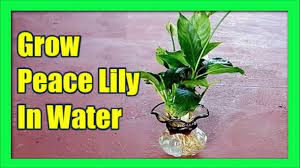 Growing Peace Lily In Water Peace Lily Propagation Youtube Peace Lily Propagation In Water Peace Lily Peace Lily Plant