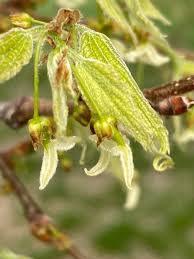 Image result for Celtis