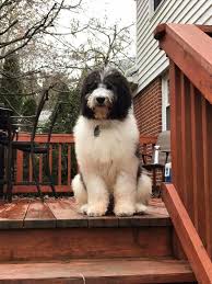 $500 (dfw) pic hide this posting restore restore this posting. Pyredoodle Pups For Sale Reasonable Adoption Rates Hypoallergenic Gentle Giants