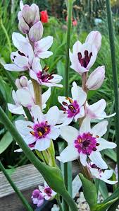 Image result for Moraea stricta