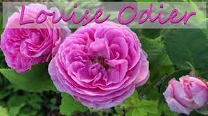 This rose can be used as a shrub or a small climber with a height of 4 to 6 feet. Louise Odier Bourbon Rose Plant Highlight Youtube