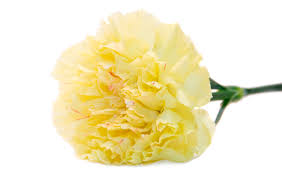 Artificial white rose and green carnation flower centerpiece on table. Meanings Of Carnation Flowers Of Different Colors Just Fascinating Gardenerdy