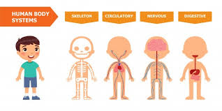Maybe you would like to learn more about one of these? Sistemas Del Cuerpo Humano Banner Educativo Para Ninos Plantilla Plana Vector Premium