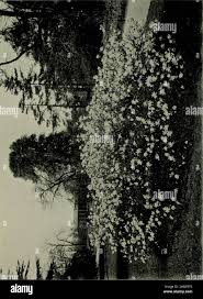 Image result for Indigofera paniculata